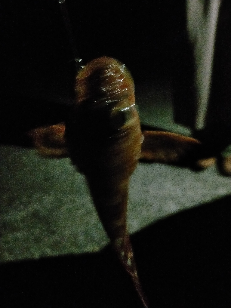 冬のライトゲーム