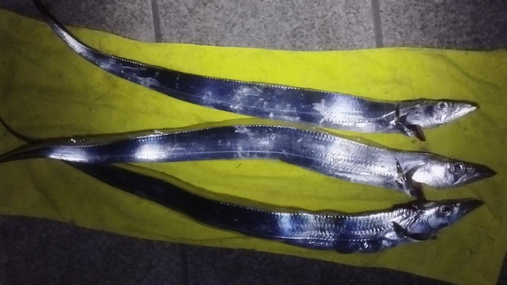 まだ釣れはするがもう厳しいか