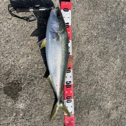 ★★爆風の中でも青物ゲット★★