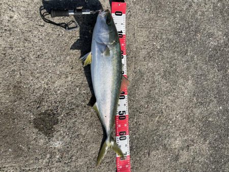 ★★爆風の中でも青物ゲット★★