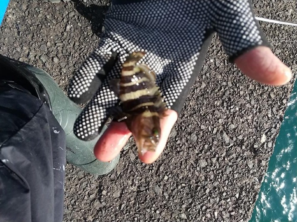 ミニチュアサイズ