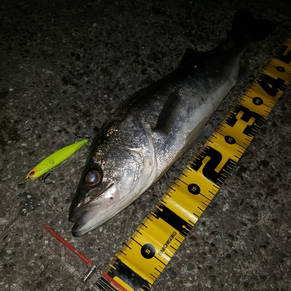 渋いねスズキさん！