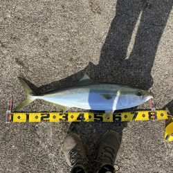 まん丸サゴシ大と鰤、メジロ