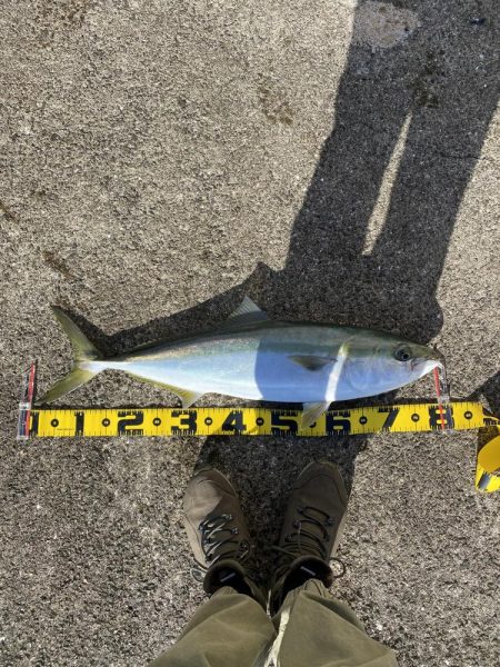 まん丸サゴシ大と鰤、メジロ