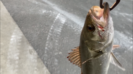シーバス釣り