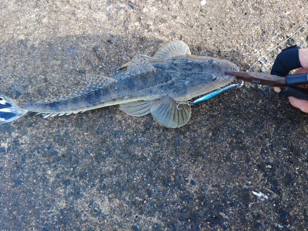 久しぶりの釣果♪