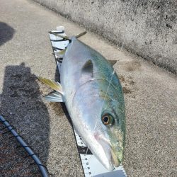 ブリまであと一歩