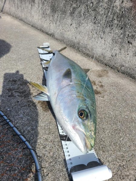 ブリまであと一歩