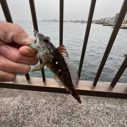 カレイ不在!!フグとヒトデ出勤中