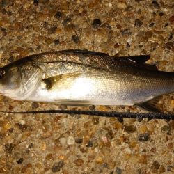 毎回同じ様にはならない