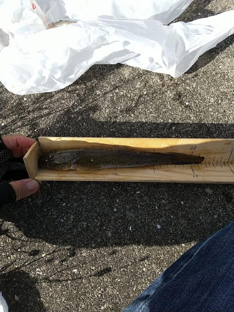 淀川ハゼ～21.8cm、僅かに更新…