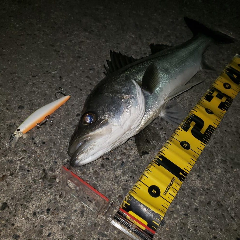 スズキさんもお休みですか?