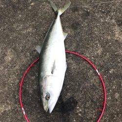 飲ませ釣りでメジロ