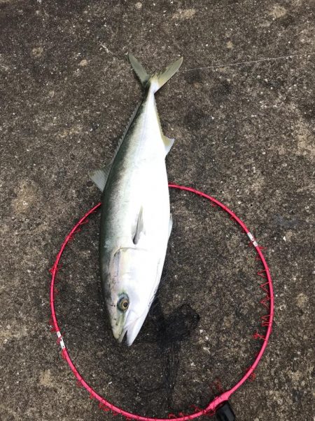 飲ませ釣りでメジロ