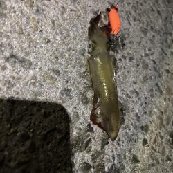 ヒイカを釣りたい