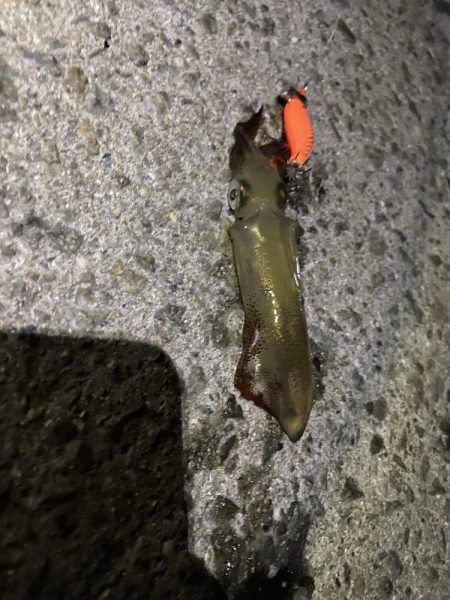 ヒイカを釣りたい