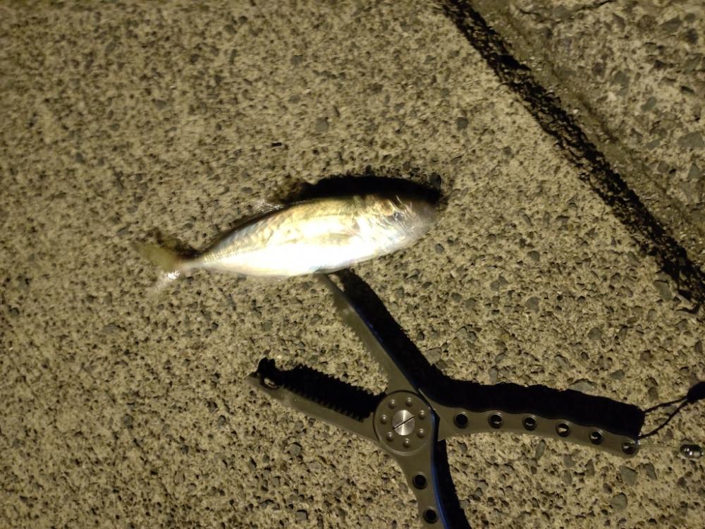 釣り納め