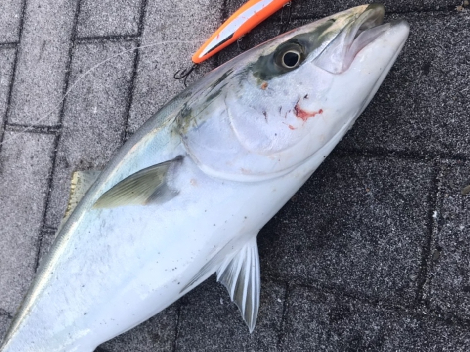 気持ちの良い1匹