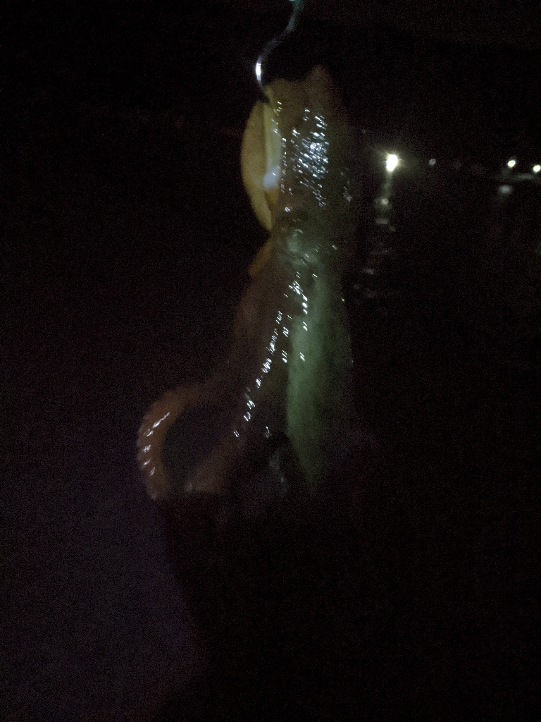 タコ🐙２杯🐙