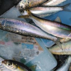 マイワシフィーバー