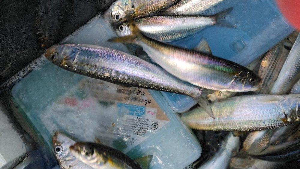 マイワシフィーバー