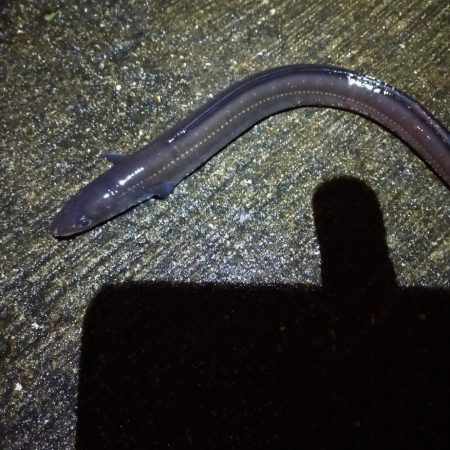 またまたブッコミ釣り