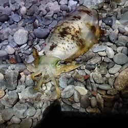 サーフエギング