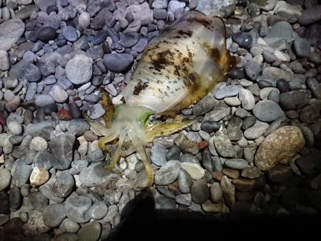 サーフエギング