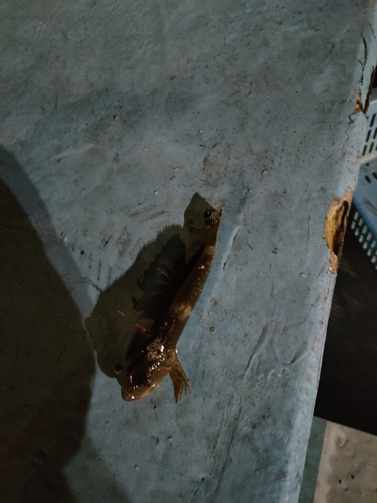 寒すぎるがまだアジはいる