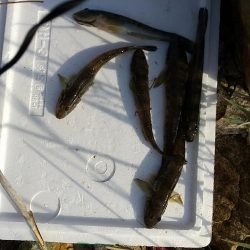 淀川ハゼ～ラストゲーム…かな？