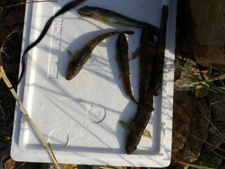 淀川ハゼ～ラストゲーム…かな？