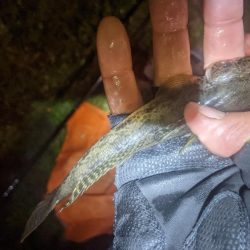 旧中川　落ちハゼ　夜釣り