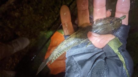 旧中川　落ちハゼ　夜釣り