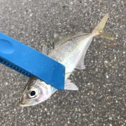 ライトワインドでアジ&カマスGET