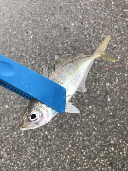 ライトワインドでアジ&カマスGET