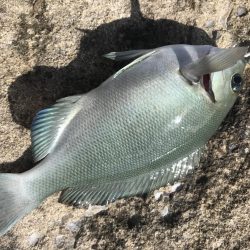 白浜見草地磯でカゴ釣りでグレGET