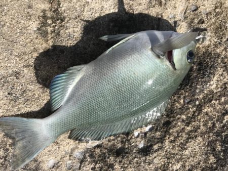白浜見草地磯でカゴ釣りでグレGET