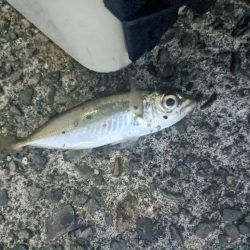 アジ釣り