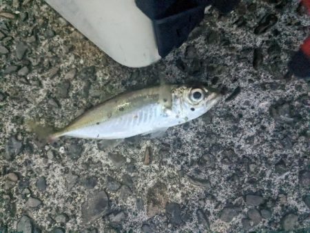 アジ釣り