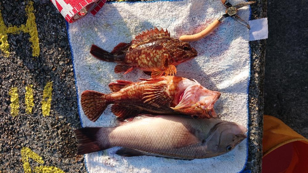 コフダイ釣り