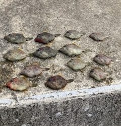 神谷荘さんでカゴ釣り