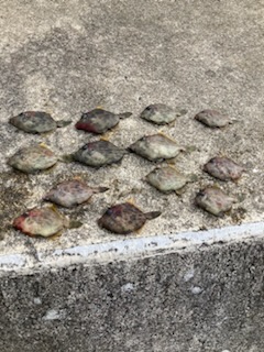 神谷荘さんでカゴ釣り