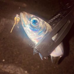 深夜のノンキーアジング