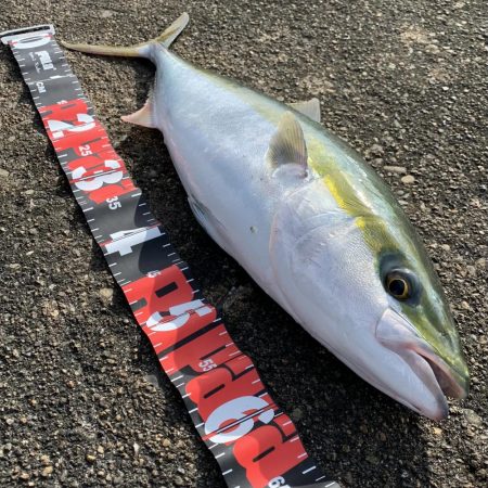 リトルサーディンでメジロ