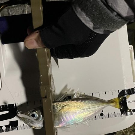 ジグ単de〜アジング!クリスマス明け