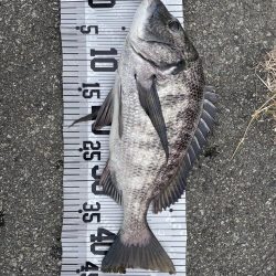 イチノ兄弟(兄)釣果!