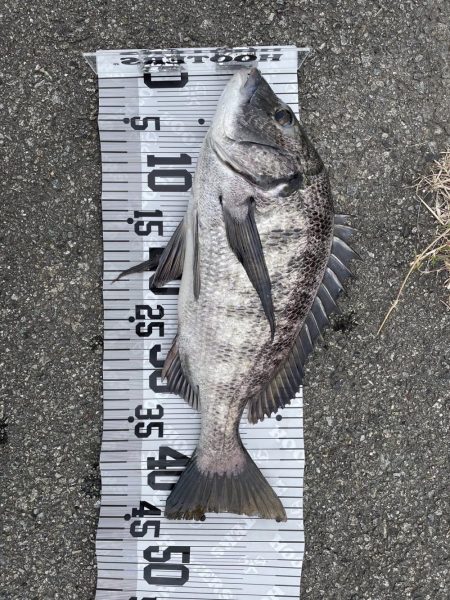 イチノ兄弟(兄)釣果!