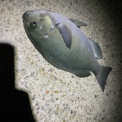 初尺アジは気持ち悪い