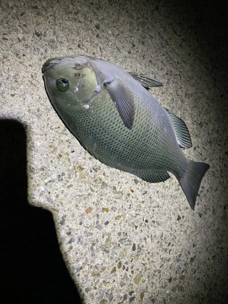 初尺アジは気持ち悪い