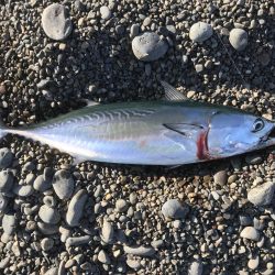 ソウダガツオ好調